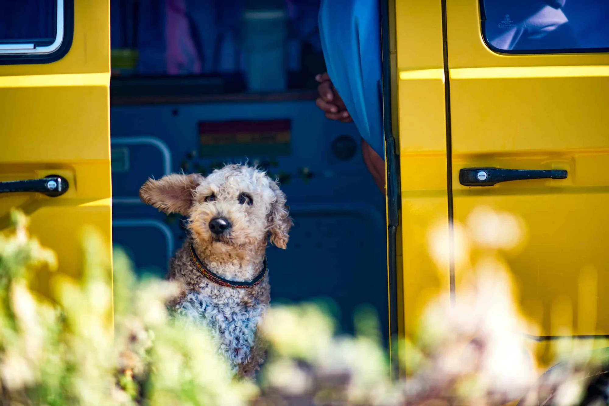 How to Live in a Camper Van With a Dog