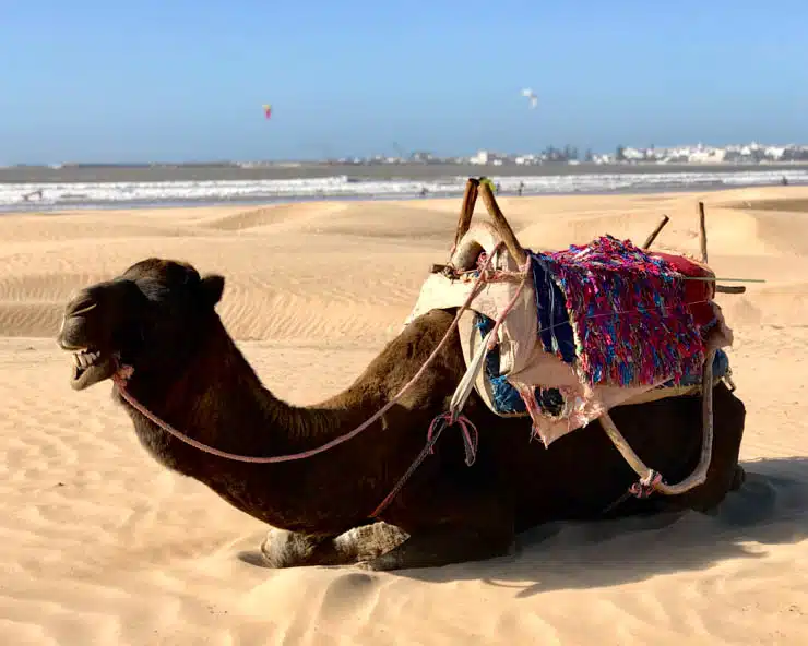 camel essaouira