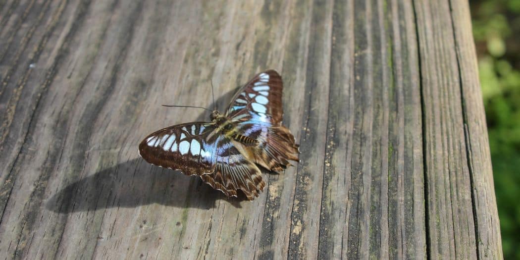 butterfly rainforest florida