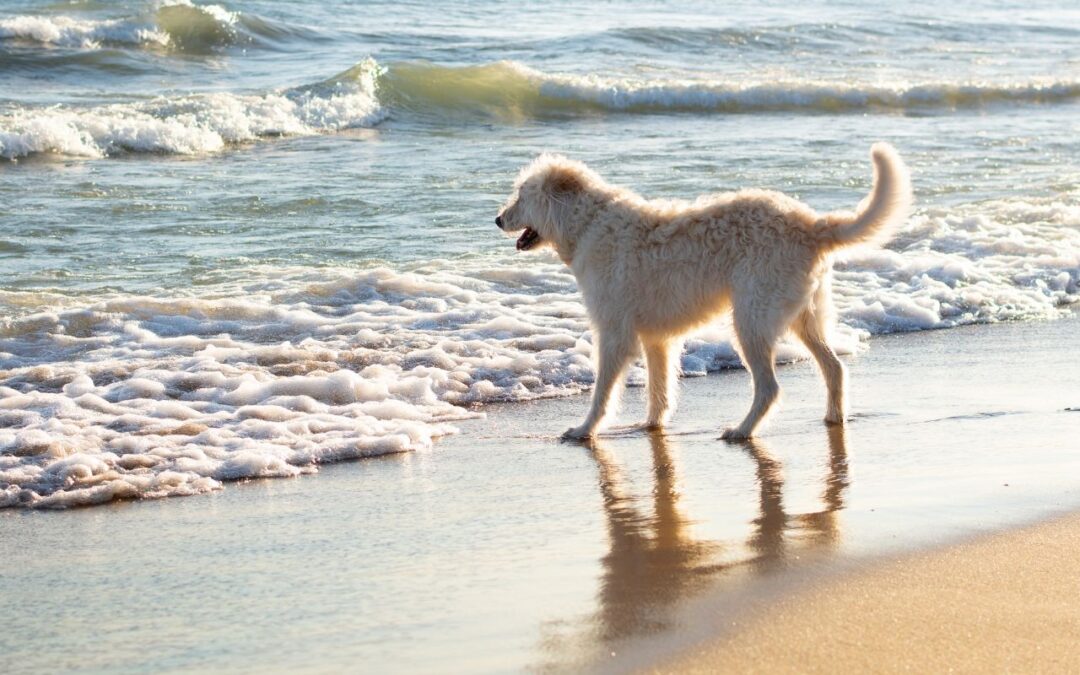 8 Best Dog-Friendly Beaches in the U.S.