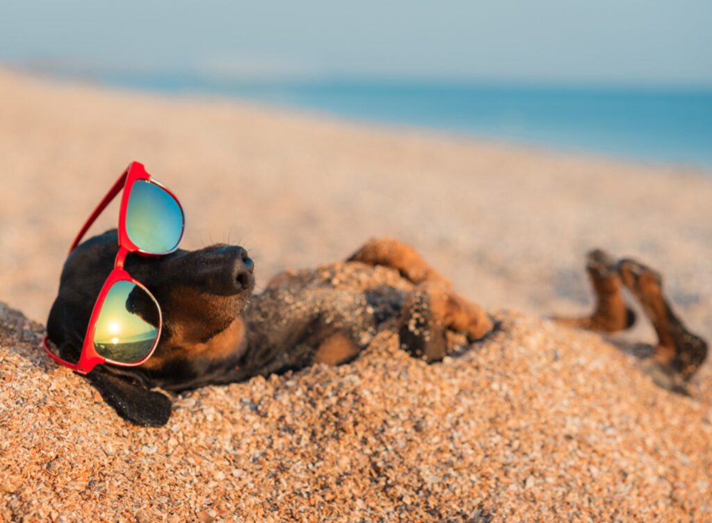 dog friendly beach