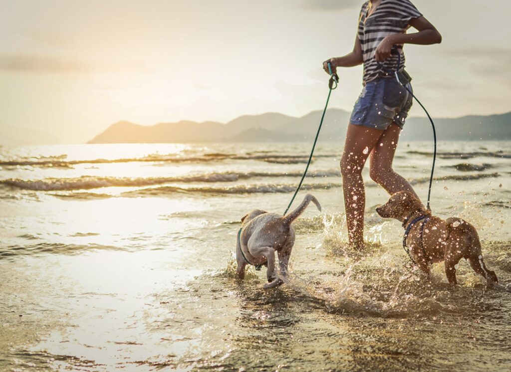 dog friendly usa beach