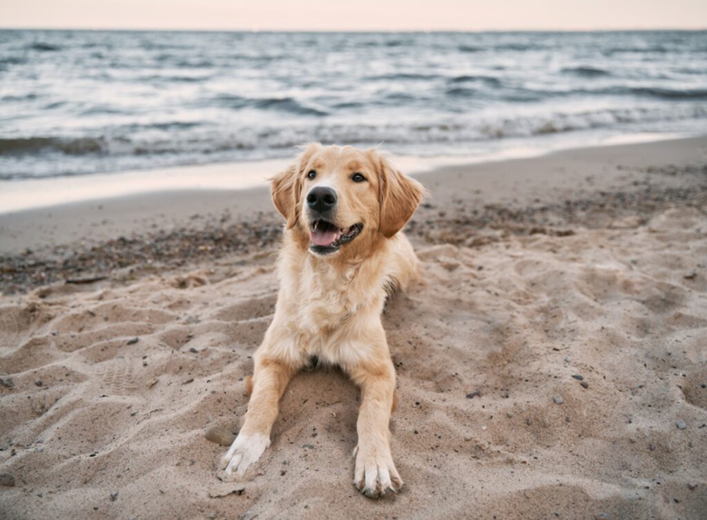 dog friendly beach