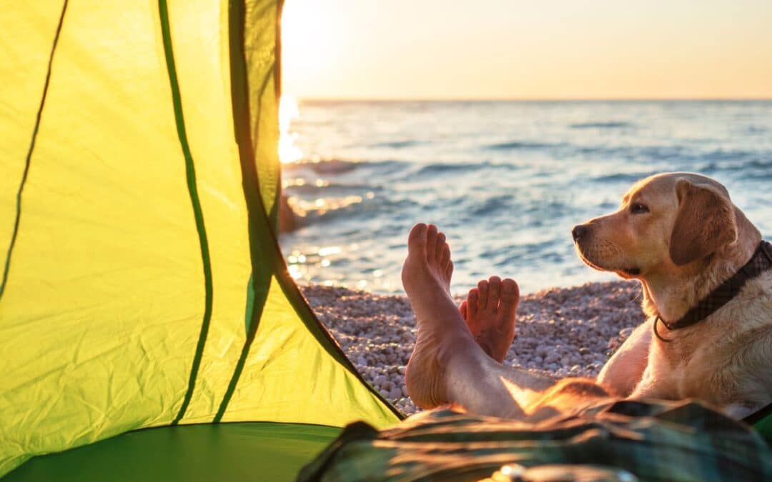 8 Best Dog Camping Gear Available Now