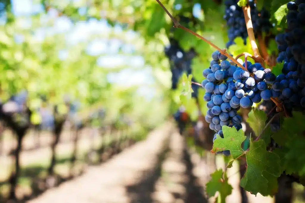 close up photo of grape fruit in a vineyard