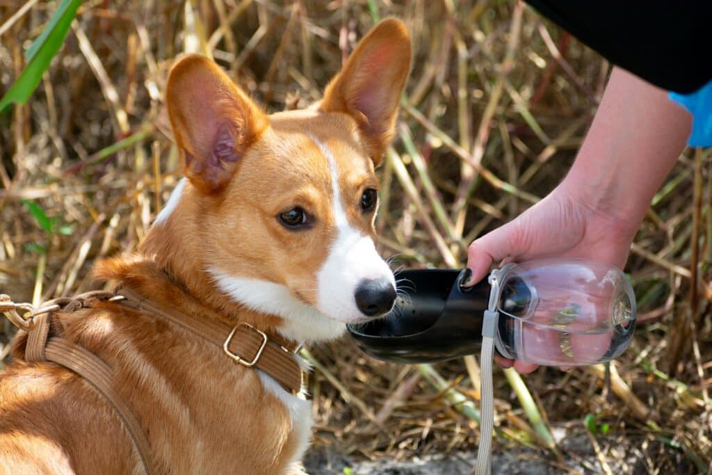 photo of a corgi with water feeder bottle