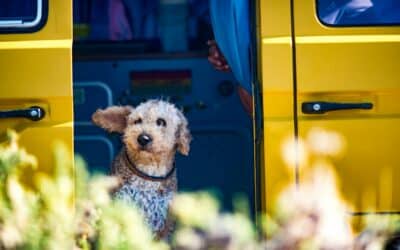 How to Live in a Camper Van With a Dog
