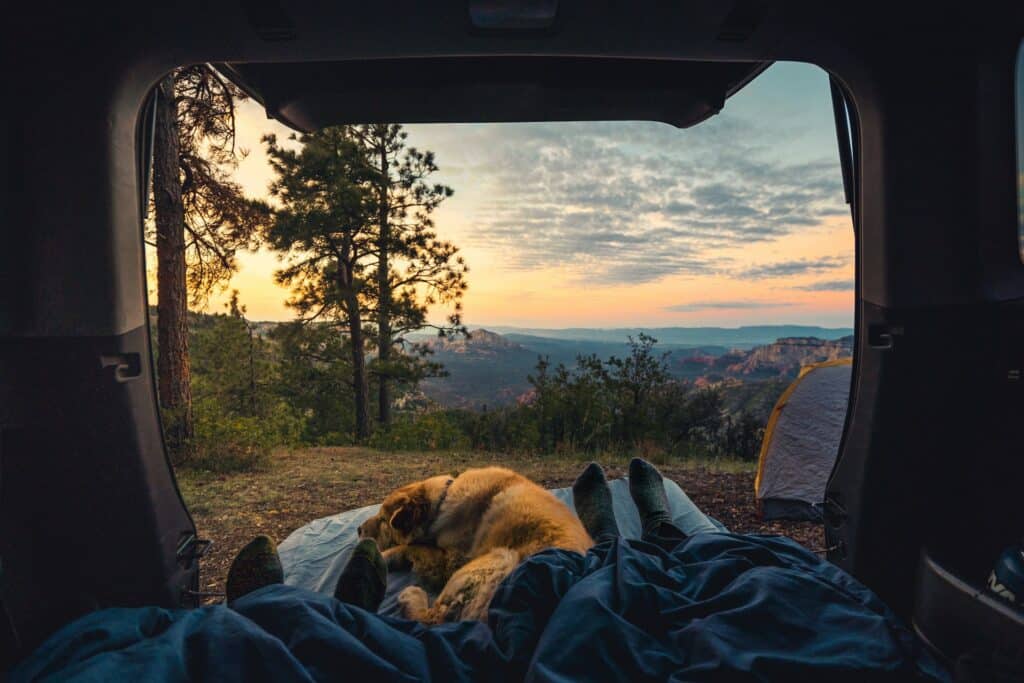 golden retriever sleeping inside a tent