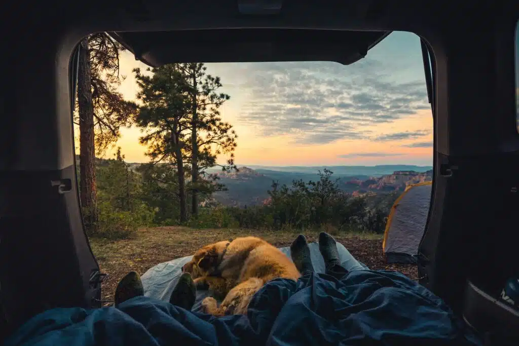 golden retriever sleeping inside a tent