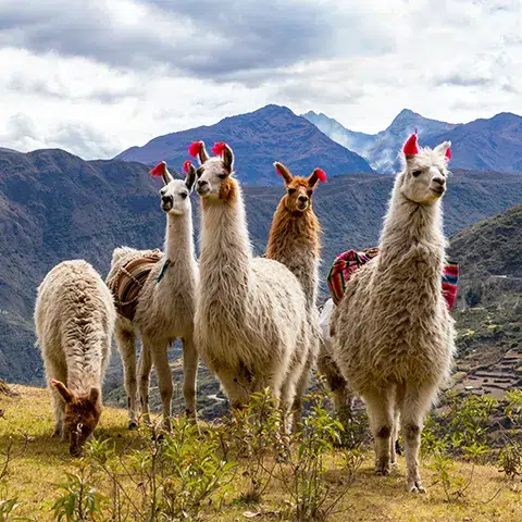 Group of Llamas on top of a mountain